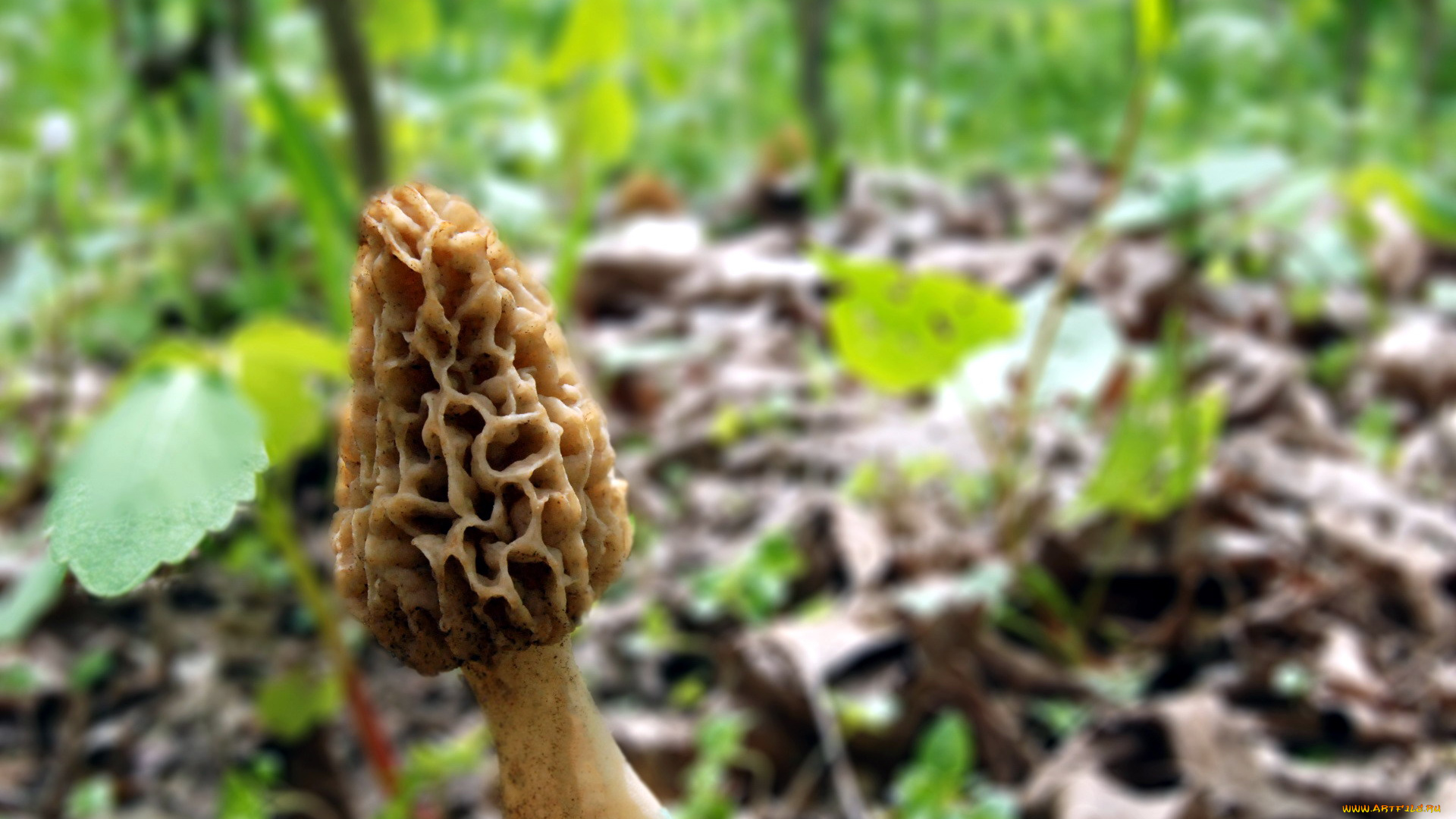 природа, грибы, сморчок