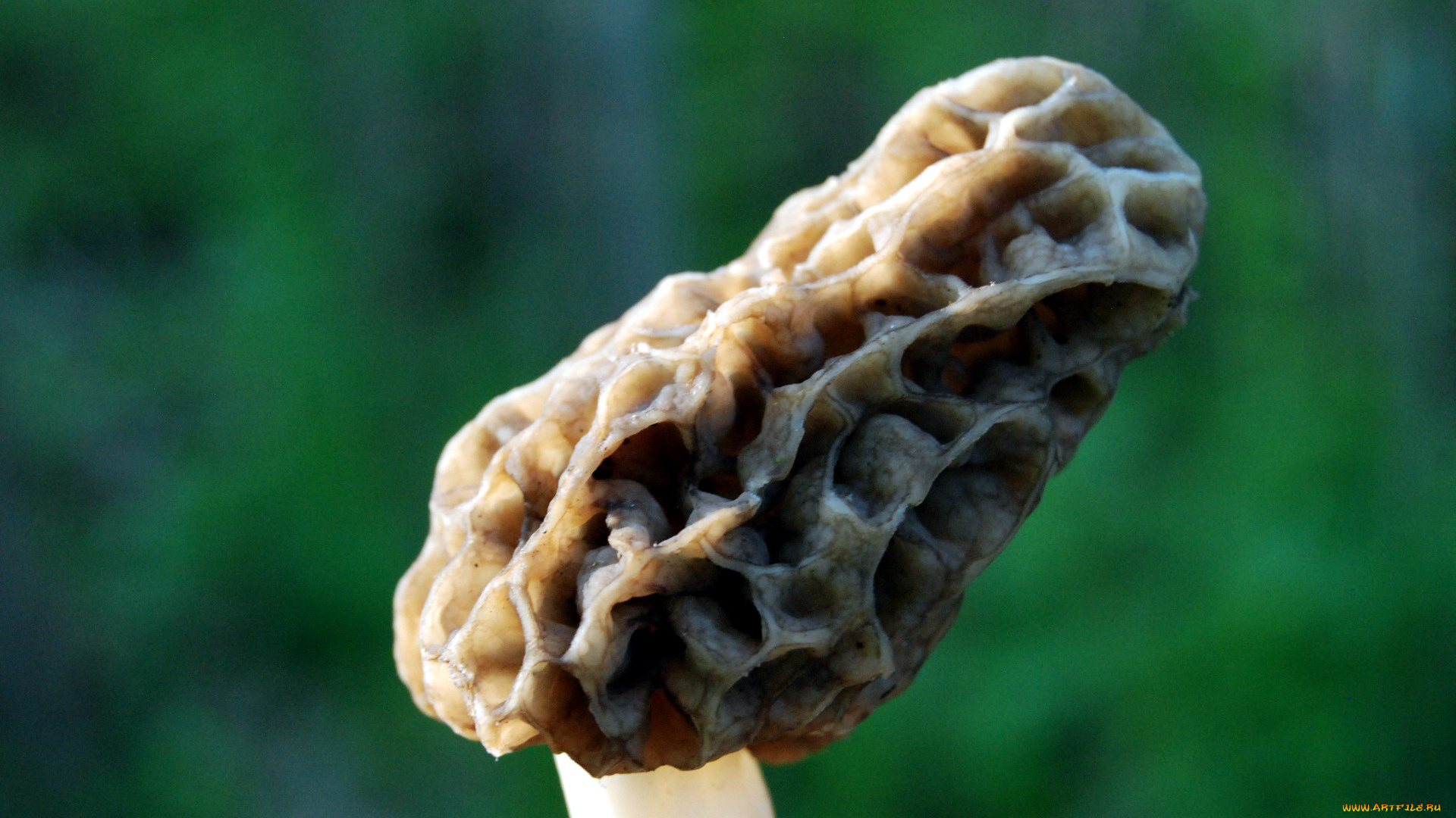 природа, грибы, сморчок