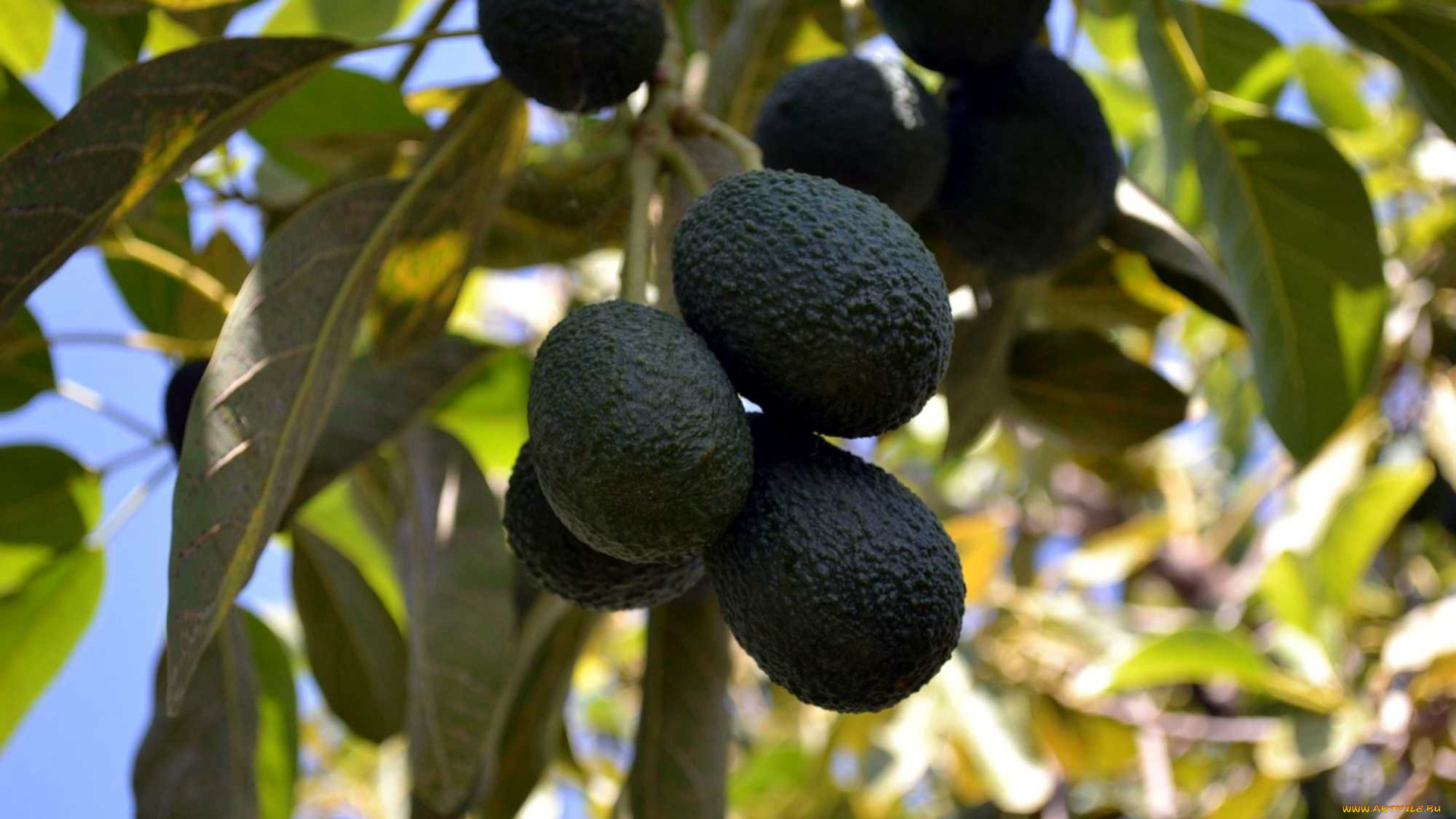 природа, плоды, авокадо