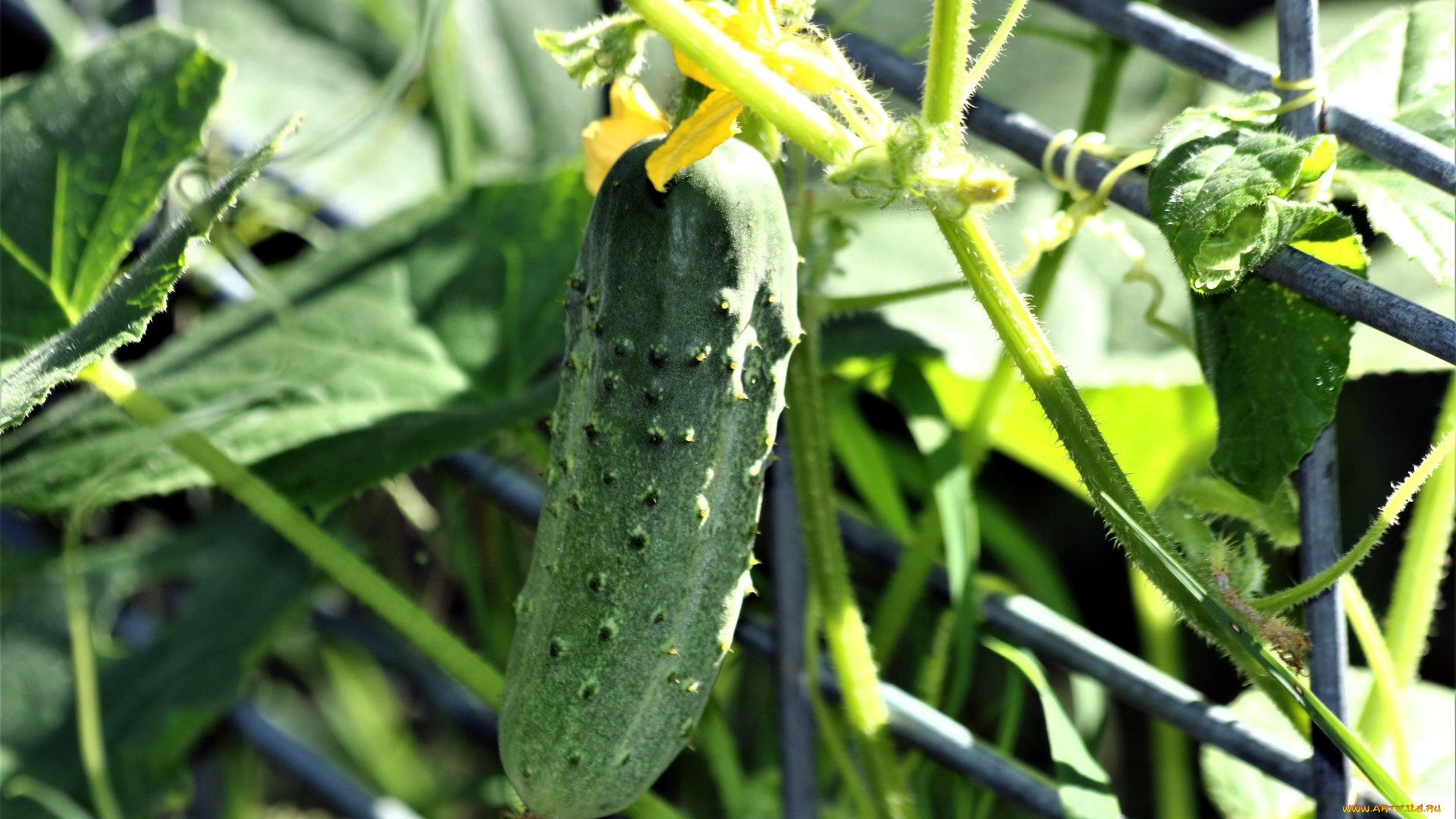 природа, плоды, огурец