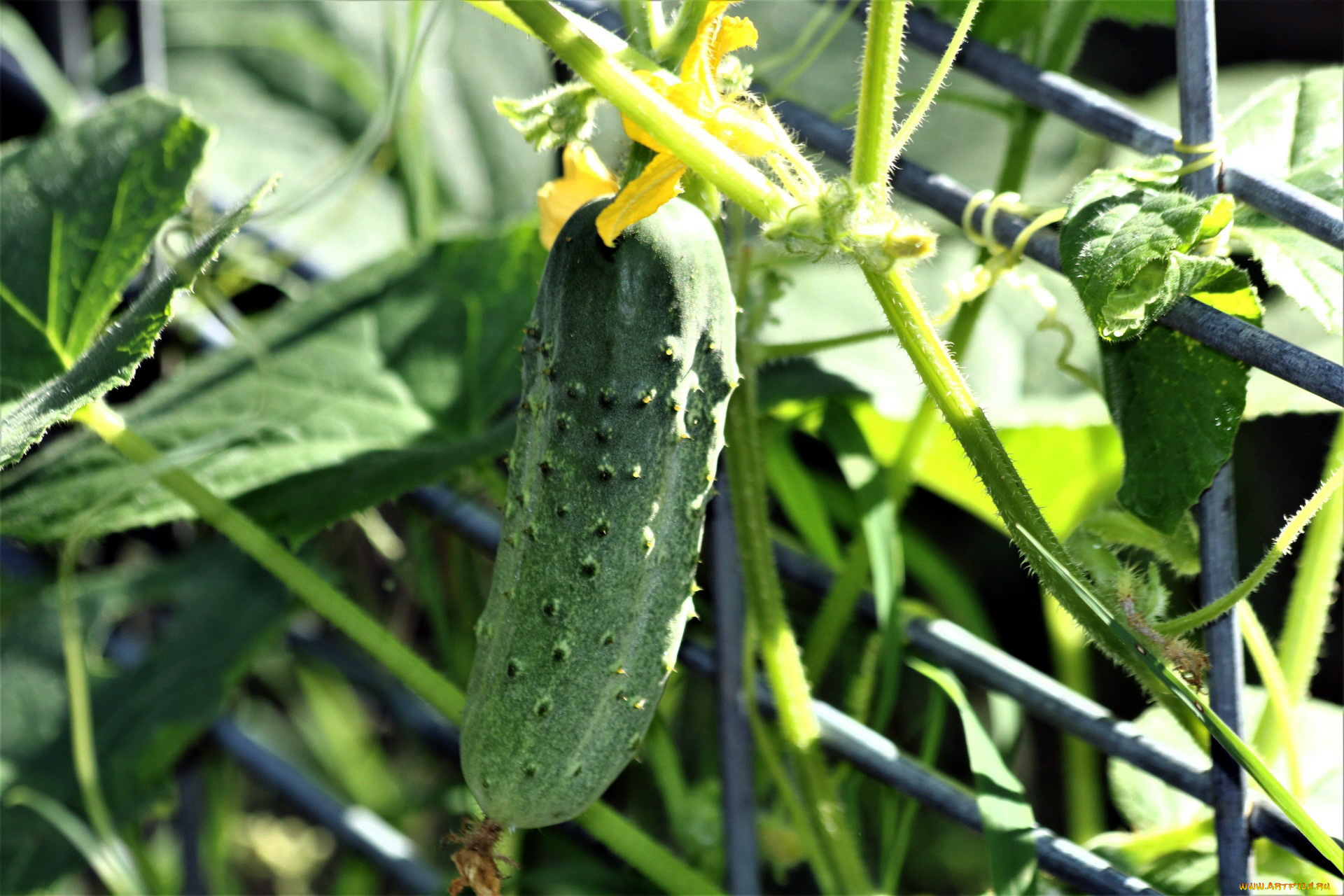 природа, плоды, огурец