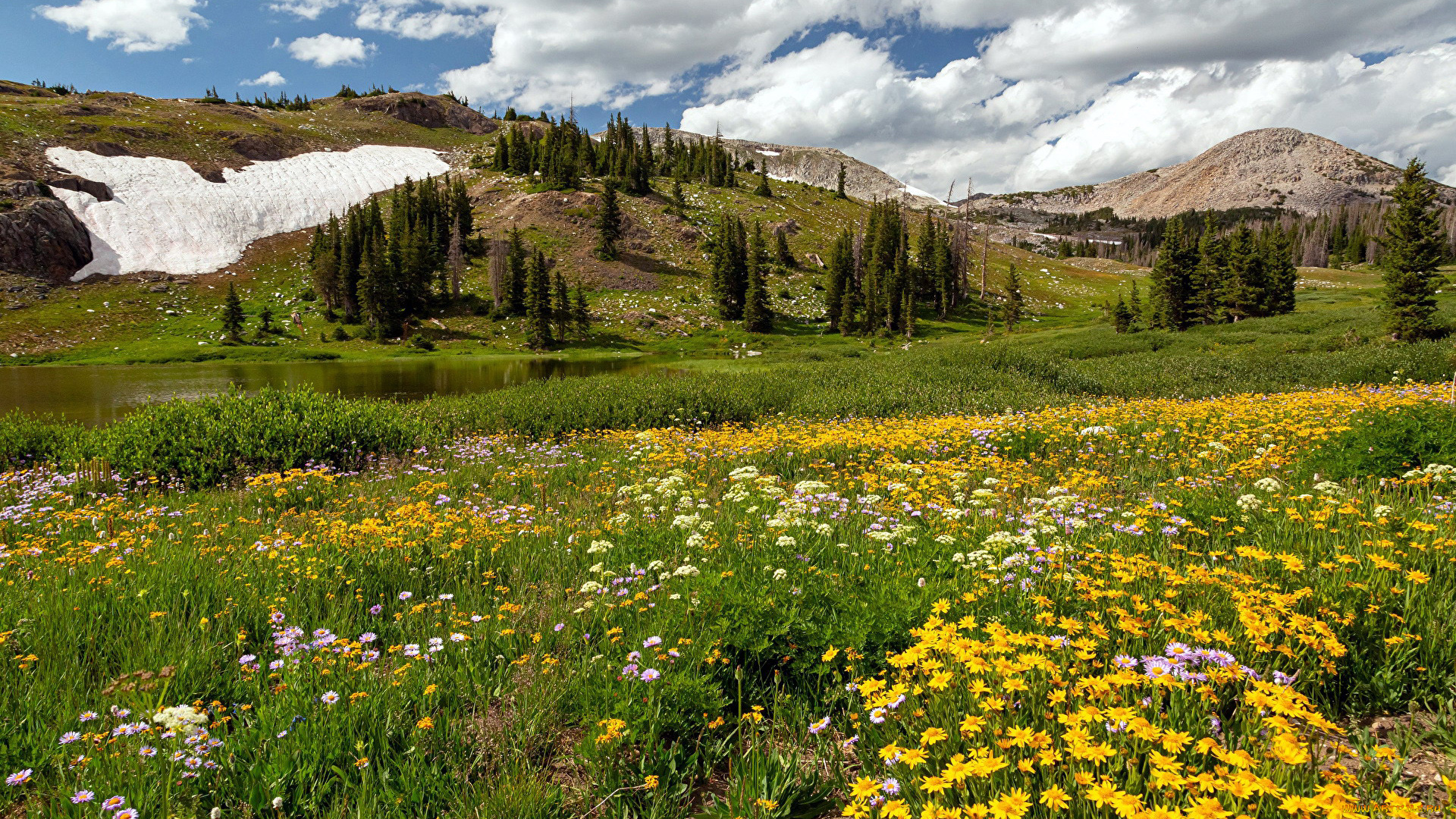 природа, луга, горы, луг, цветы