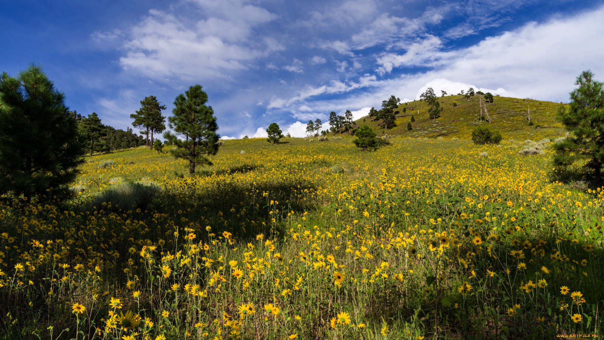 природа, луга, холм, луг, цветы, трава