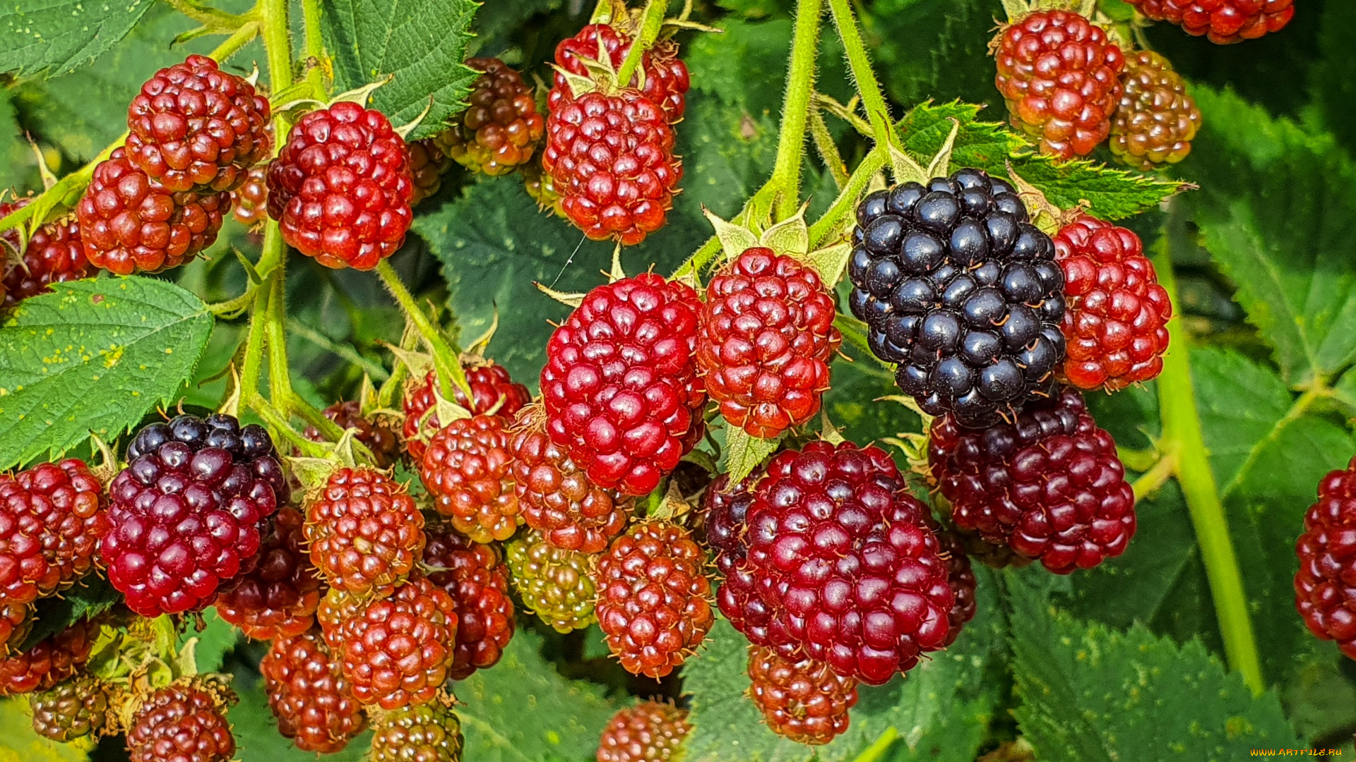 природа, ягоды, ежевика
