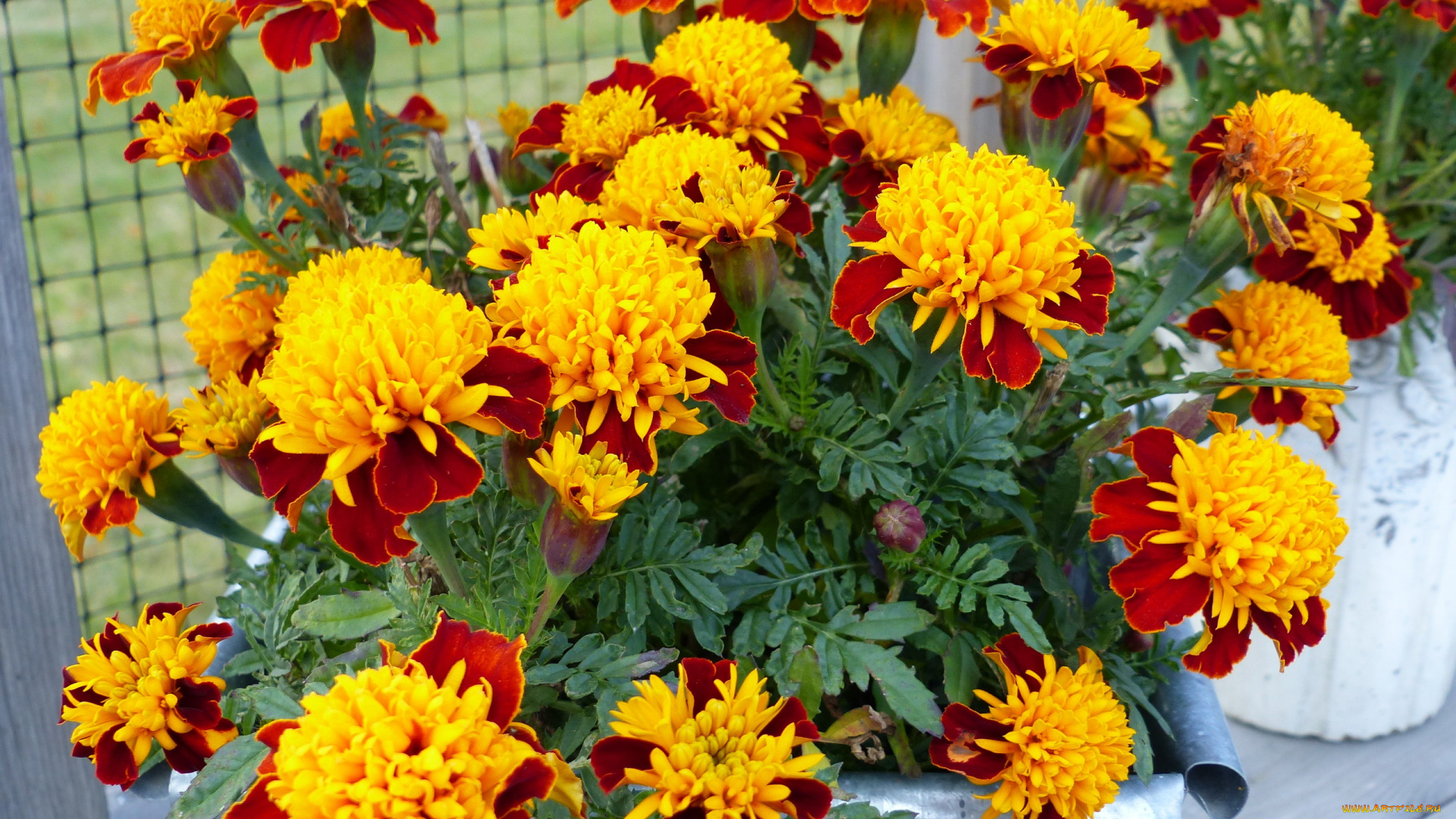 цветы, бархатцы, яркие, тагетес