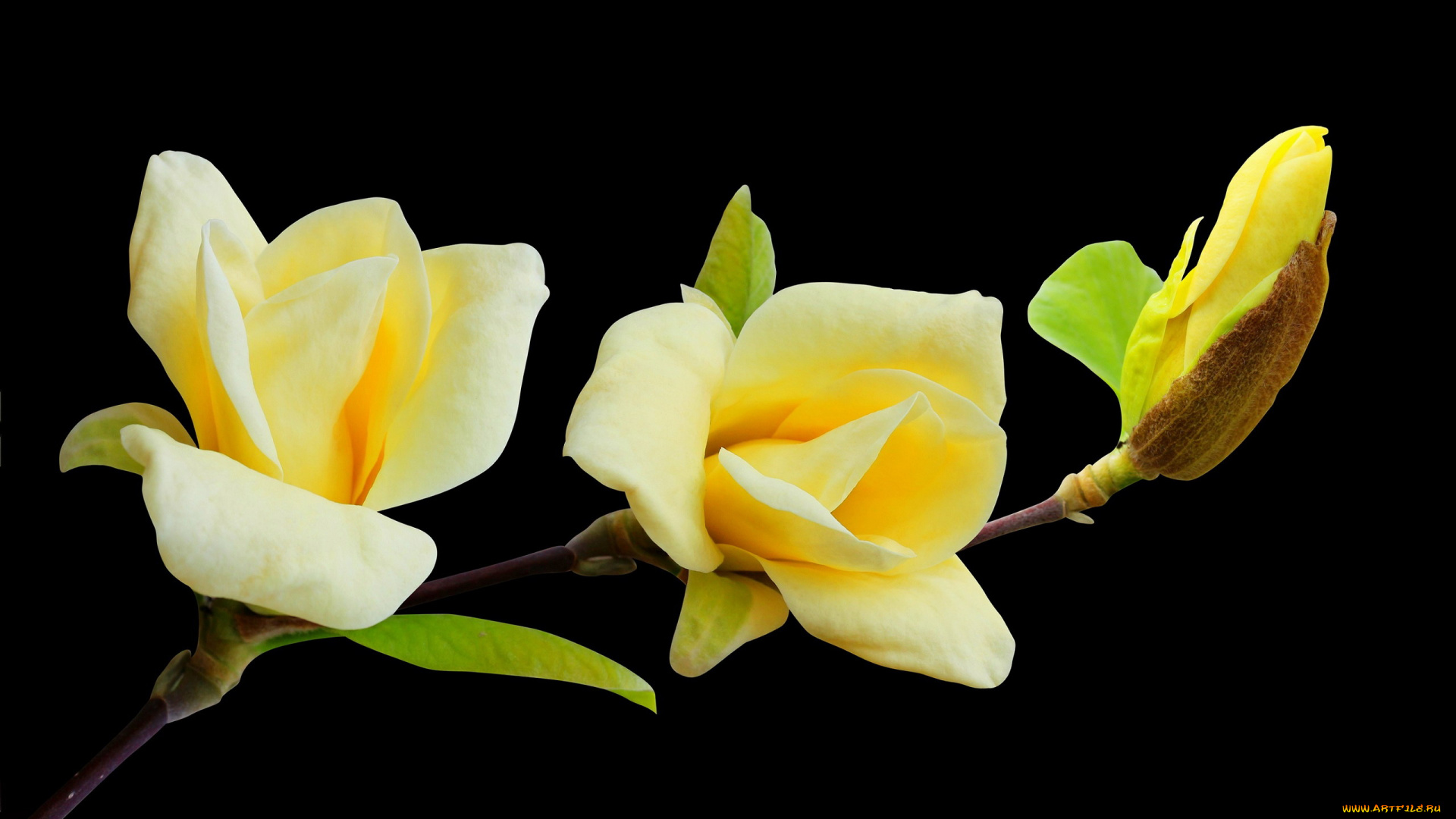 цветы, магнолии, ветка, магнолия, черный, фон