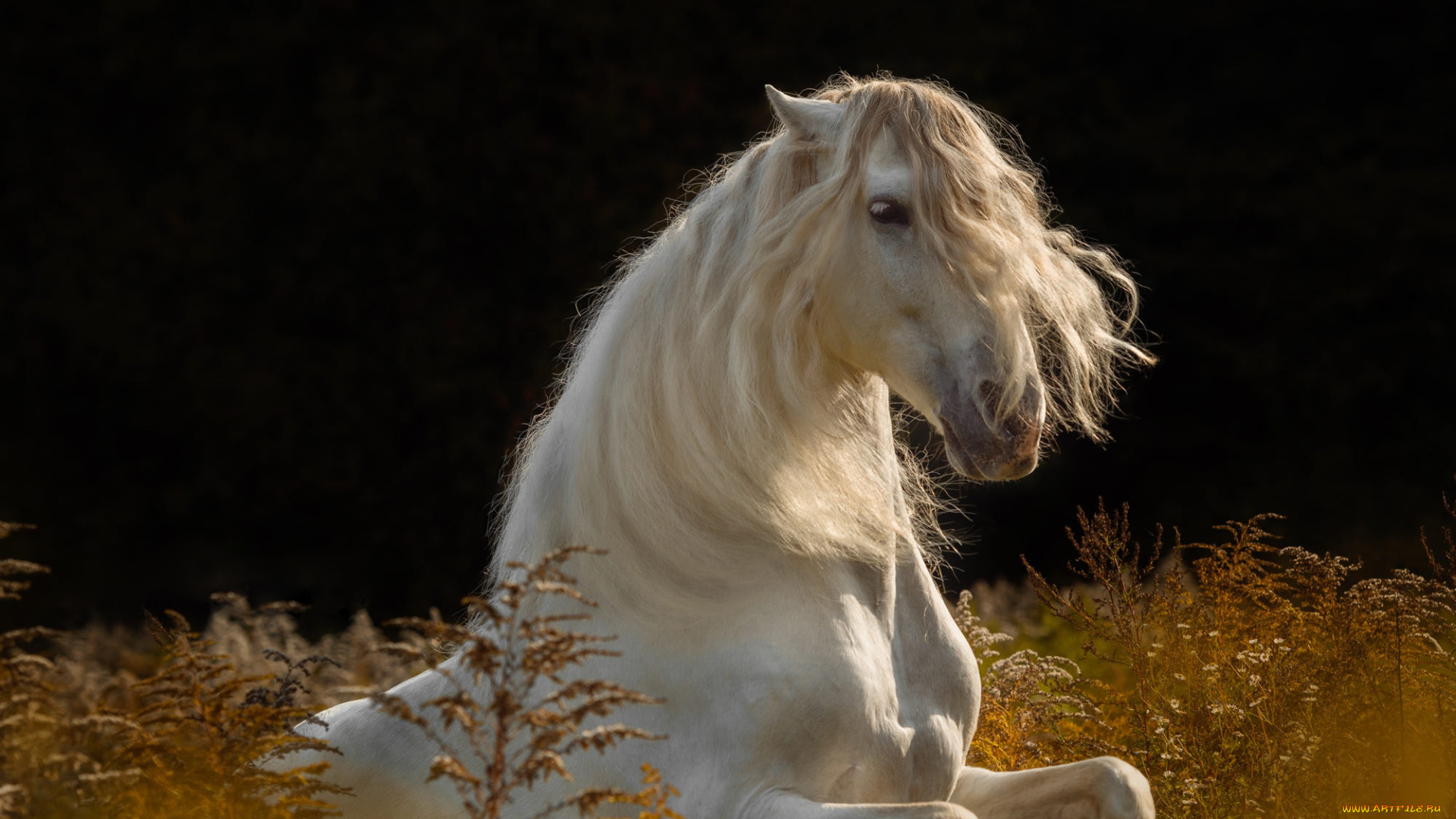 животные, лошади, лошадь