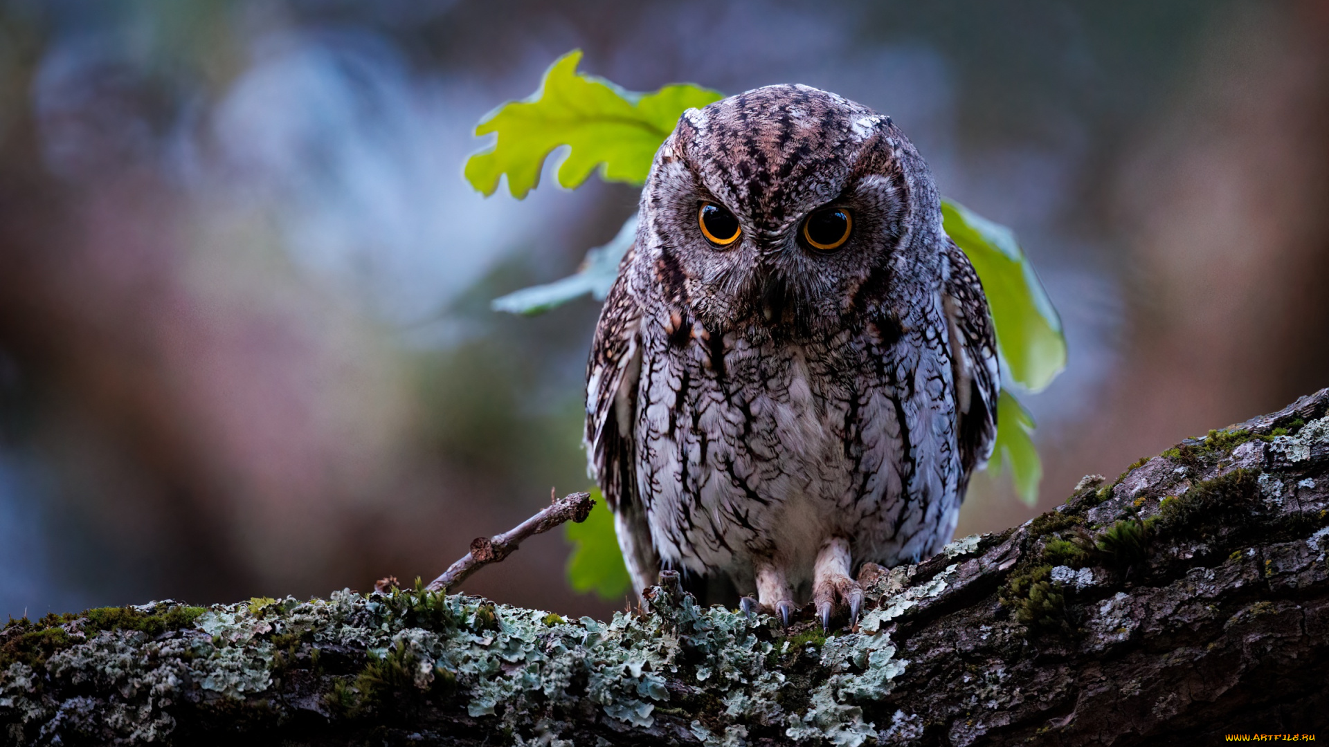 животные, совы, сова