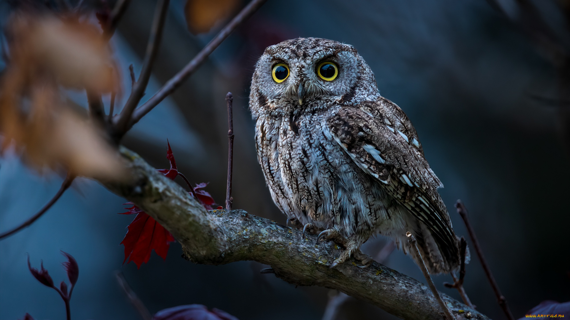 животные, совы, сова