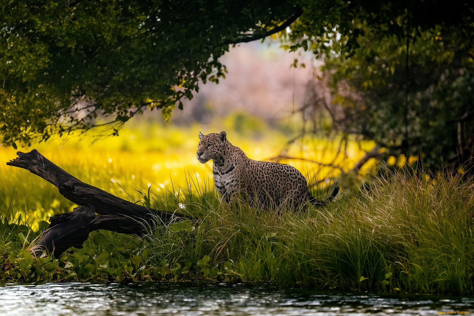 животные, леопарды, леопард