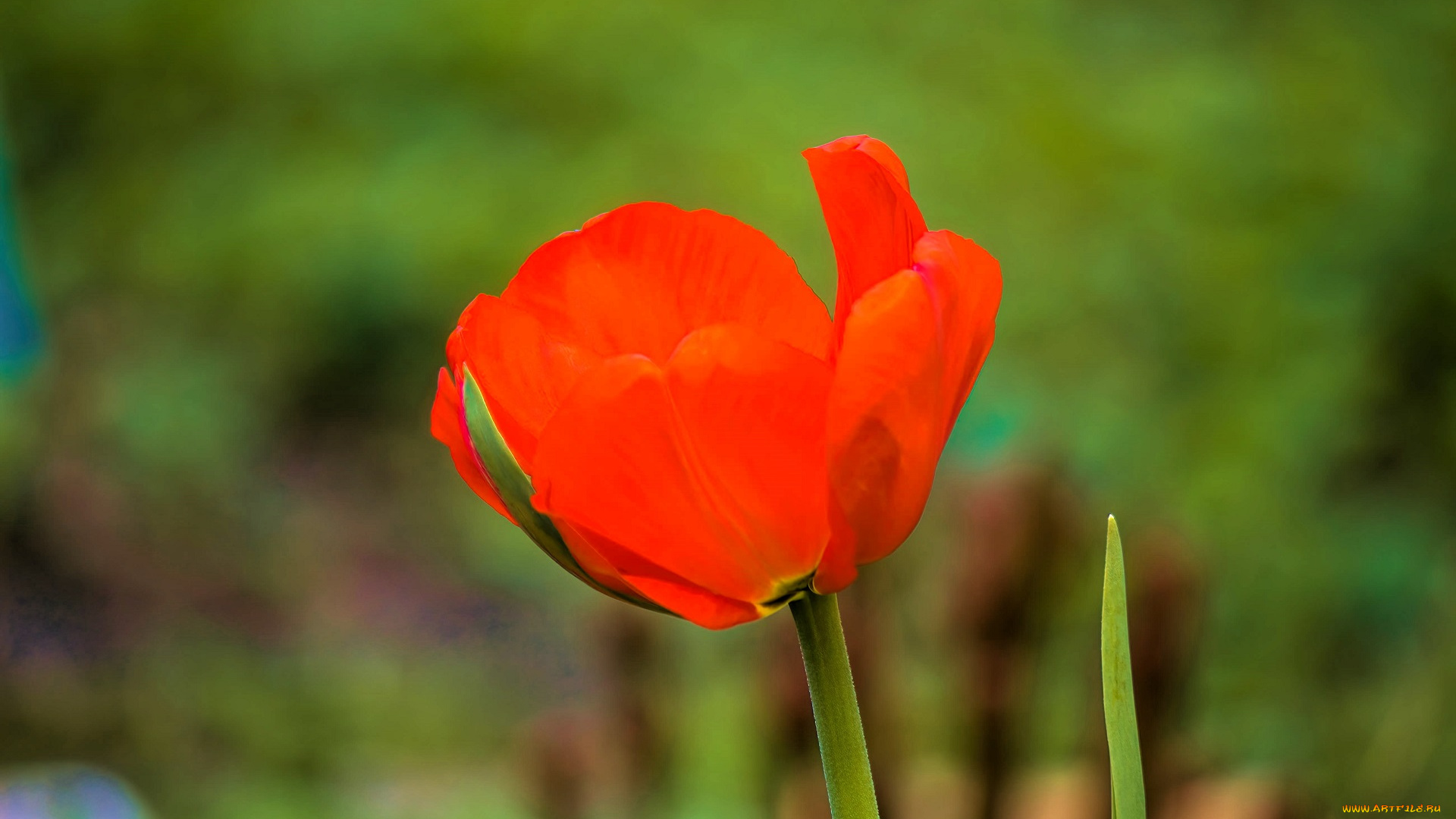 цветы, тюльпаны, тюльпан, красный