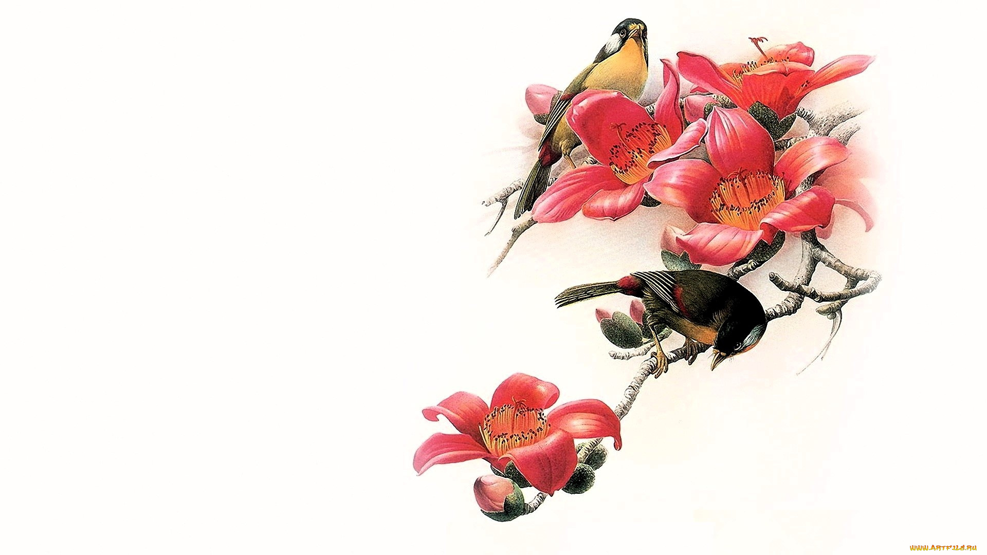 рисованное, животные, , птицы, птицы, ветка, дерево, цветы