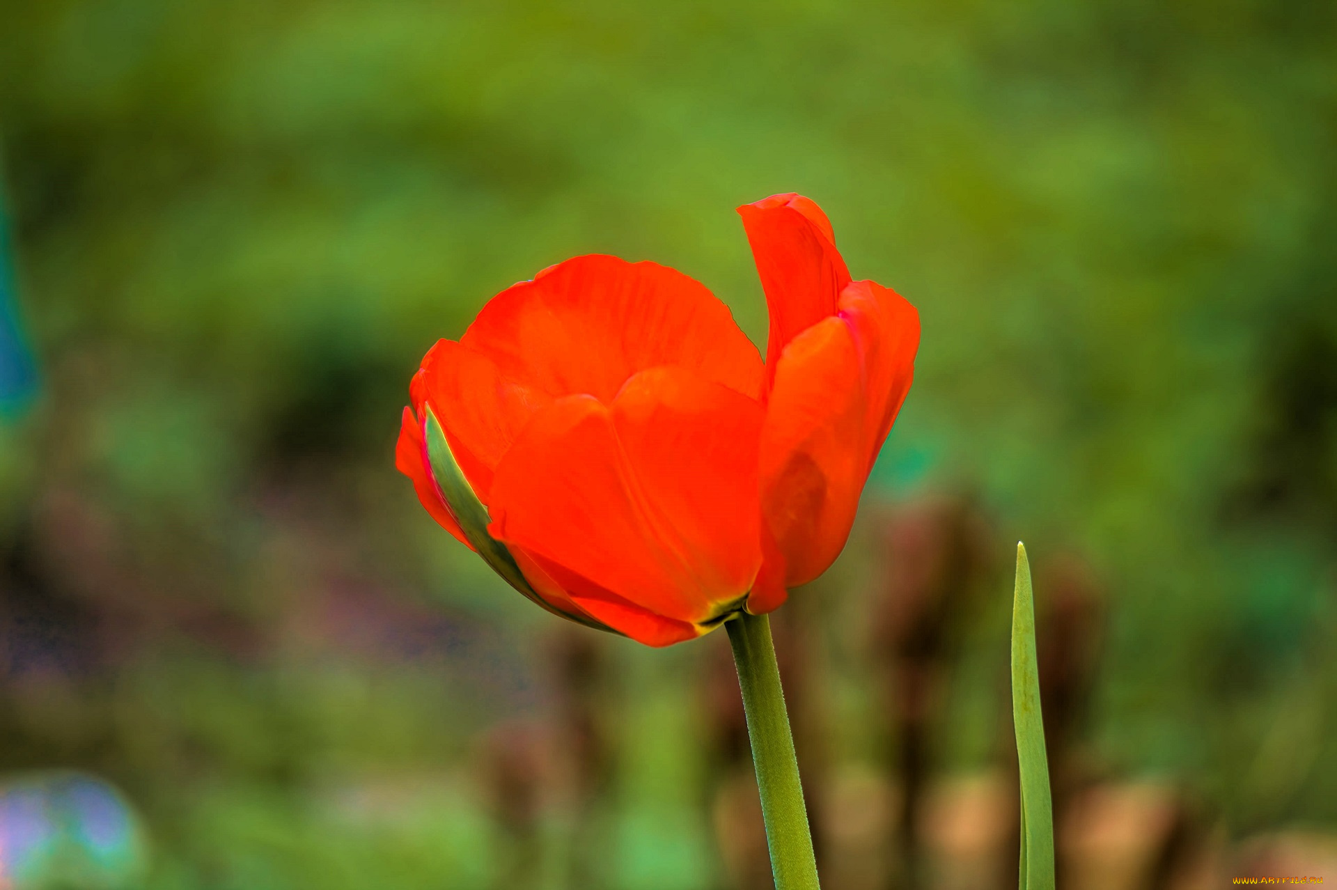 цветы, тюльпаны, тюльпан, красный