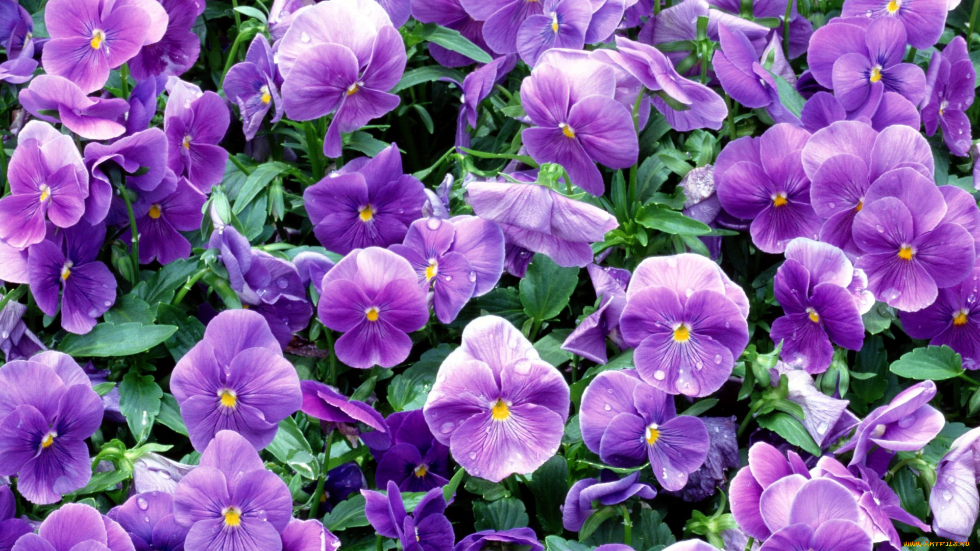 цветы, анютины, глазки, , садовые, фиалки, анютины, глазки, фиалки, фиолетовые