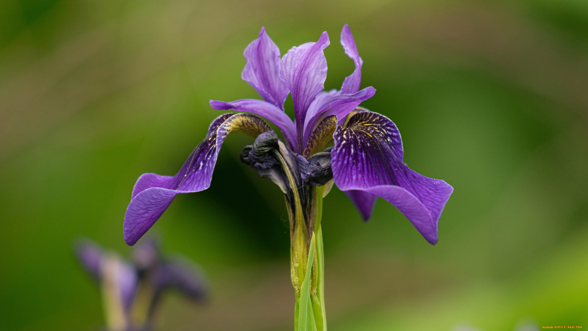 цветы, ирисы, фиолетовый, ирис, макро