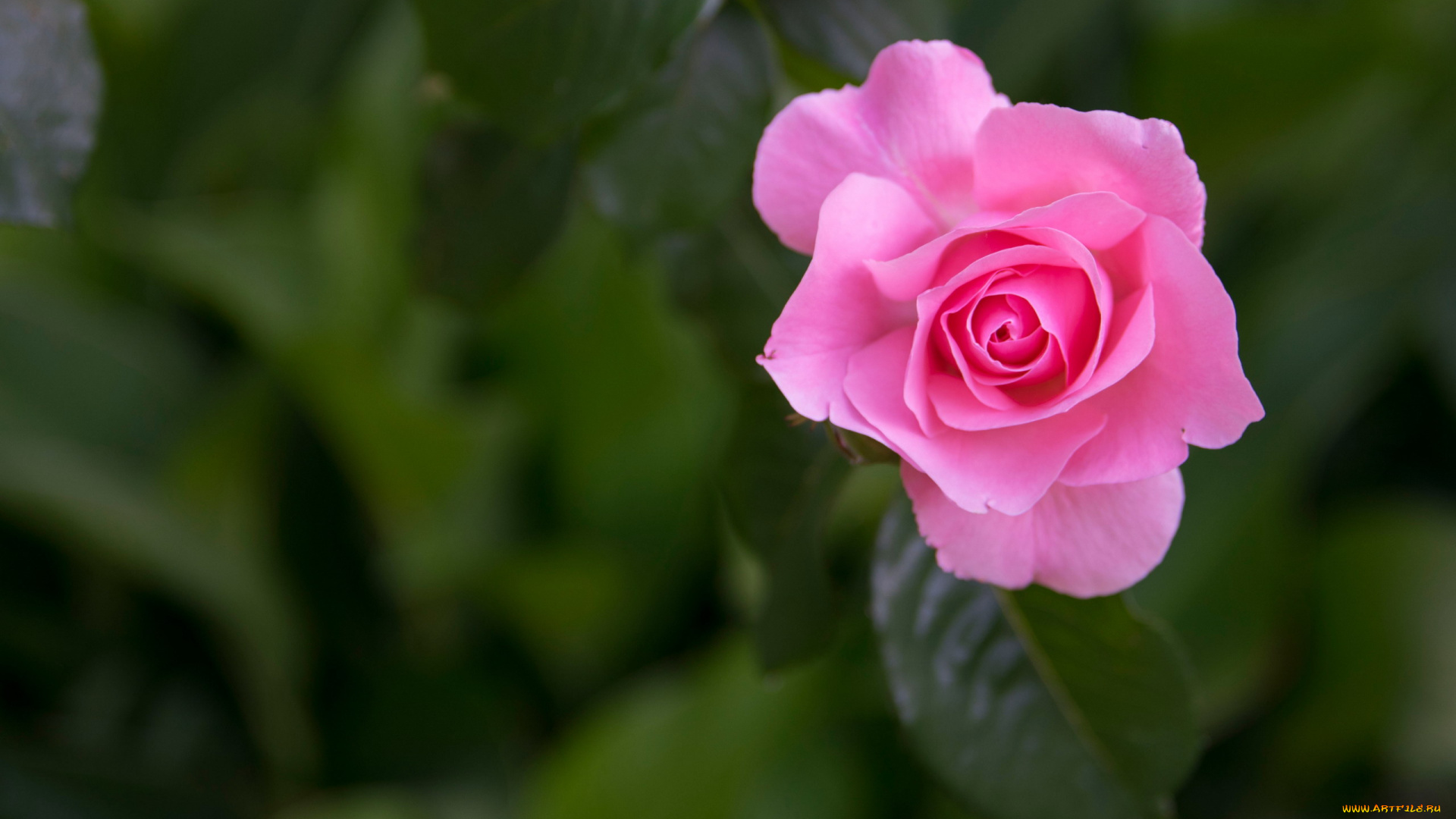 цветы, розы, розовая, роза, бутон