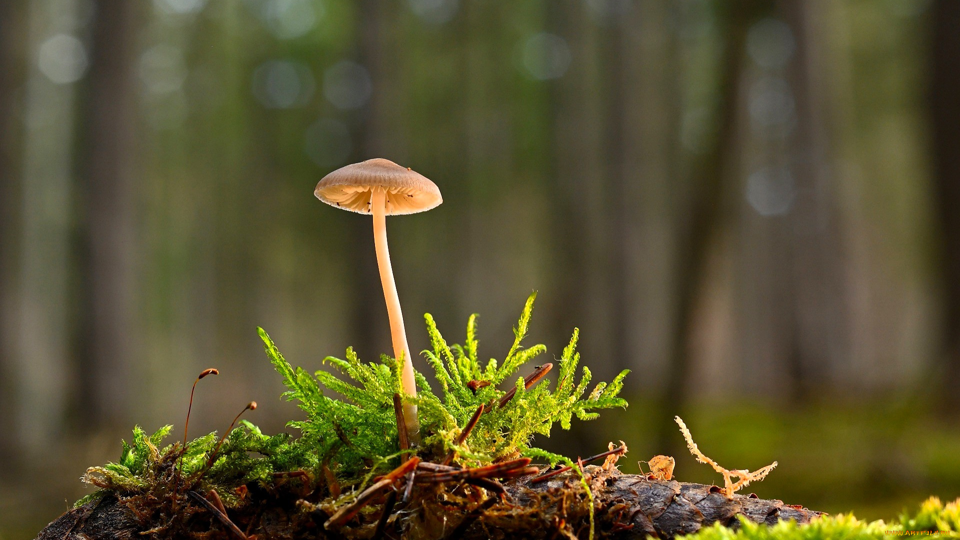 природа, грибы, гриб, мох, коряга, лес