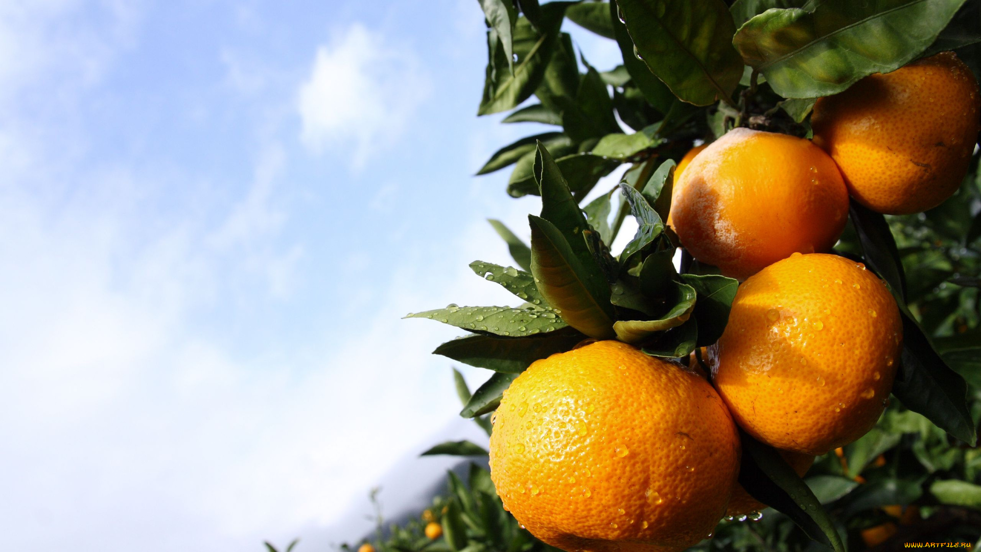 природа, плоды, мандарины