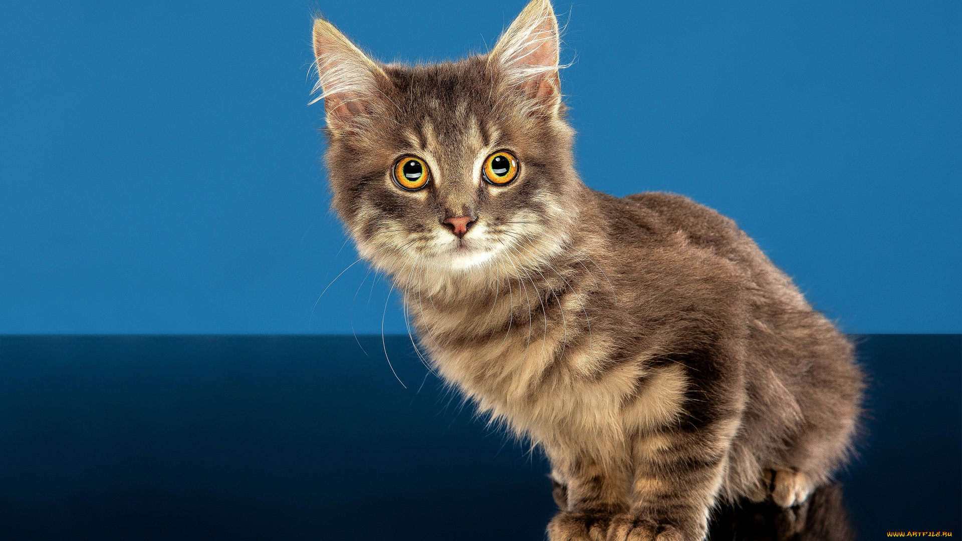 животные, коты, кот, кошка