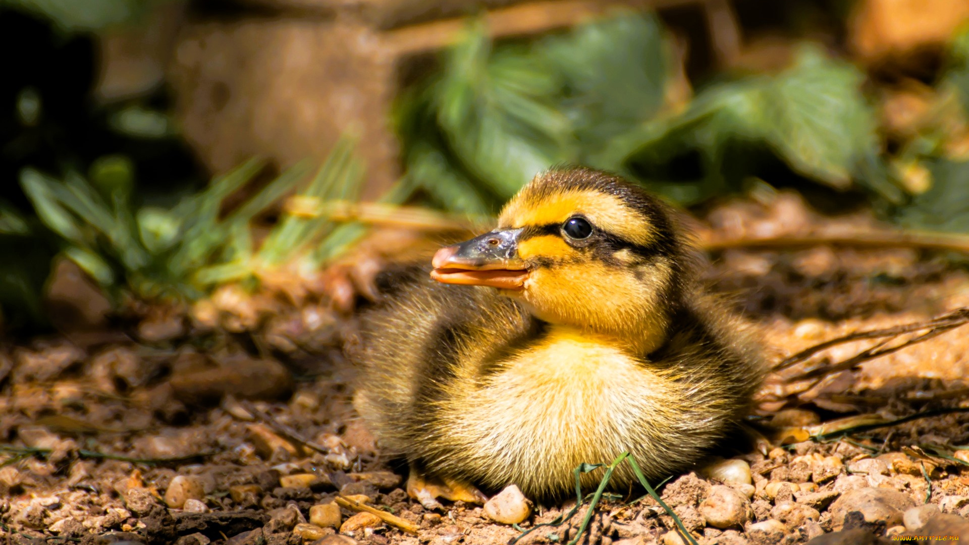 животные, утки, утенок, земля, листья