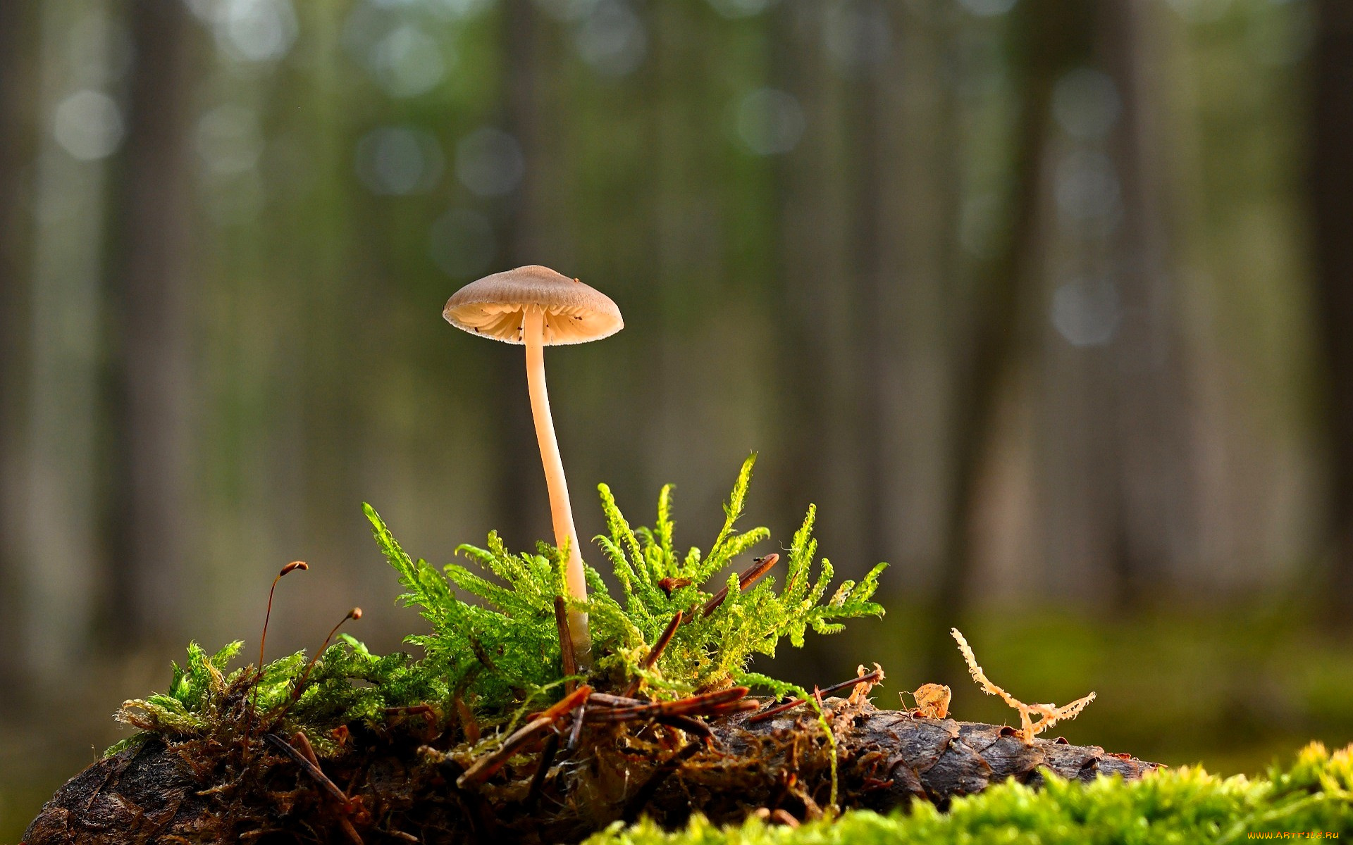 природа, грибы, гриб, мох, коряга, лес