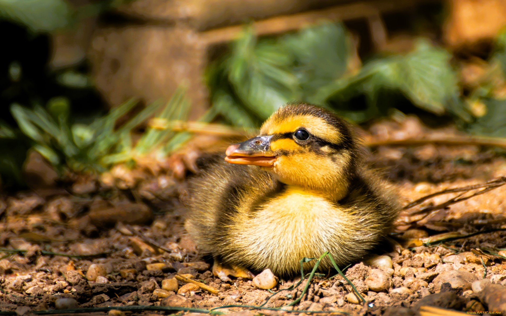 животные, утки, утенок, земля, листья