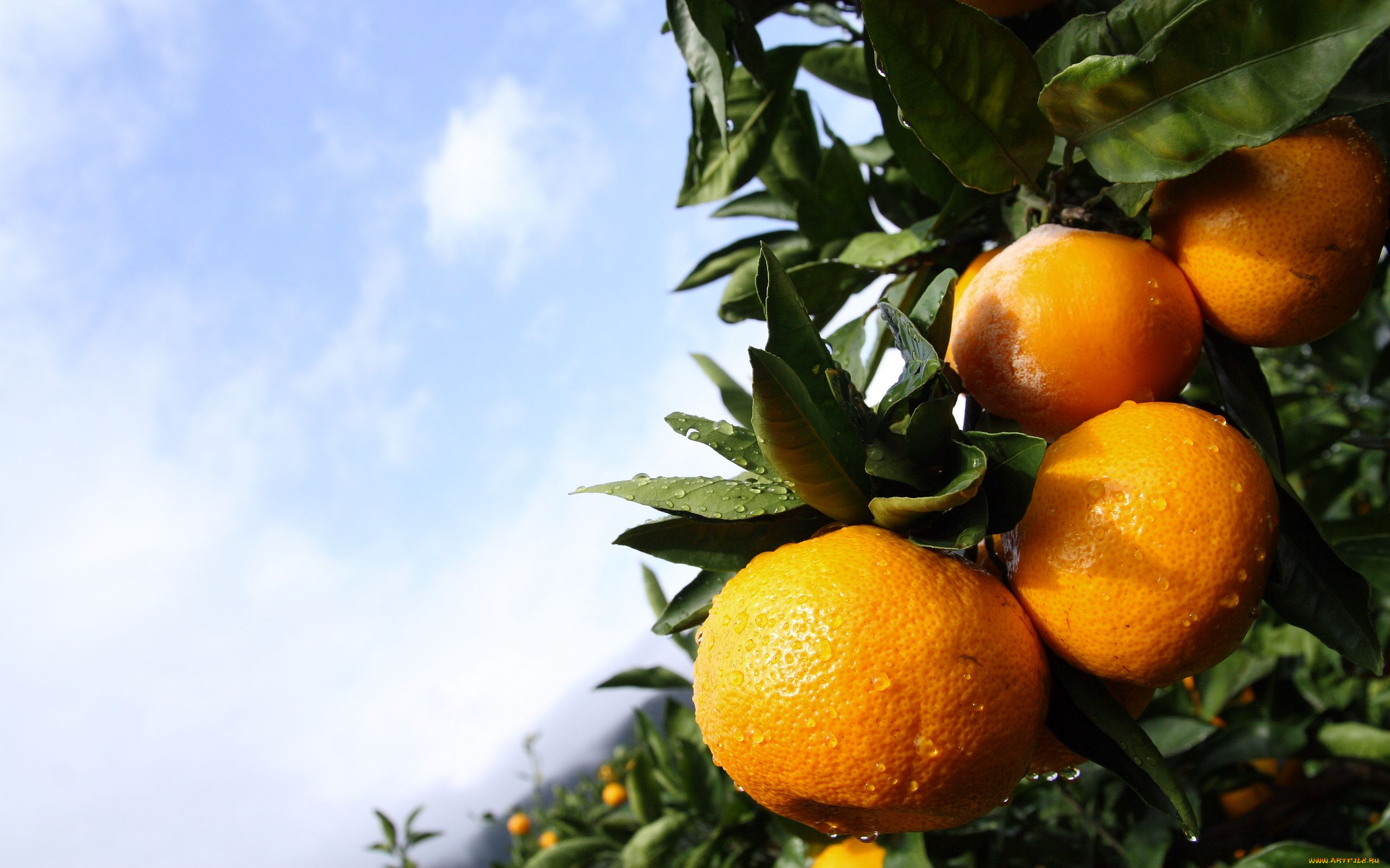 природа, плоды, мандарины