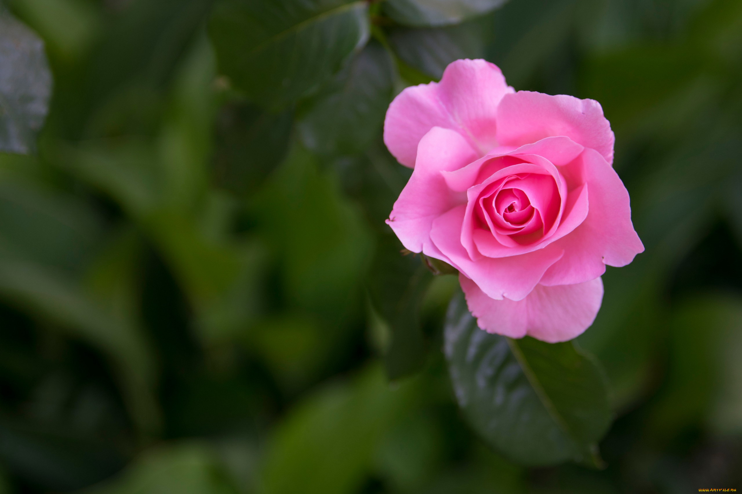 цветы, розы, розовая, роза, бутон