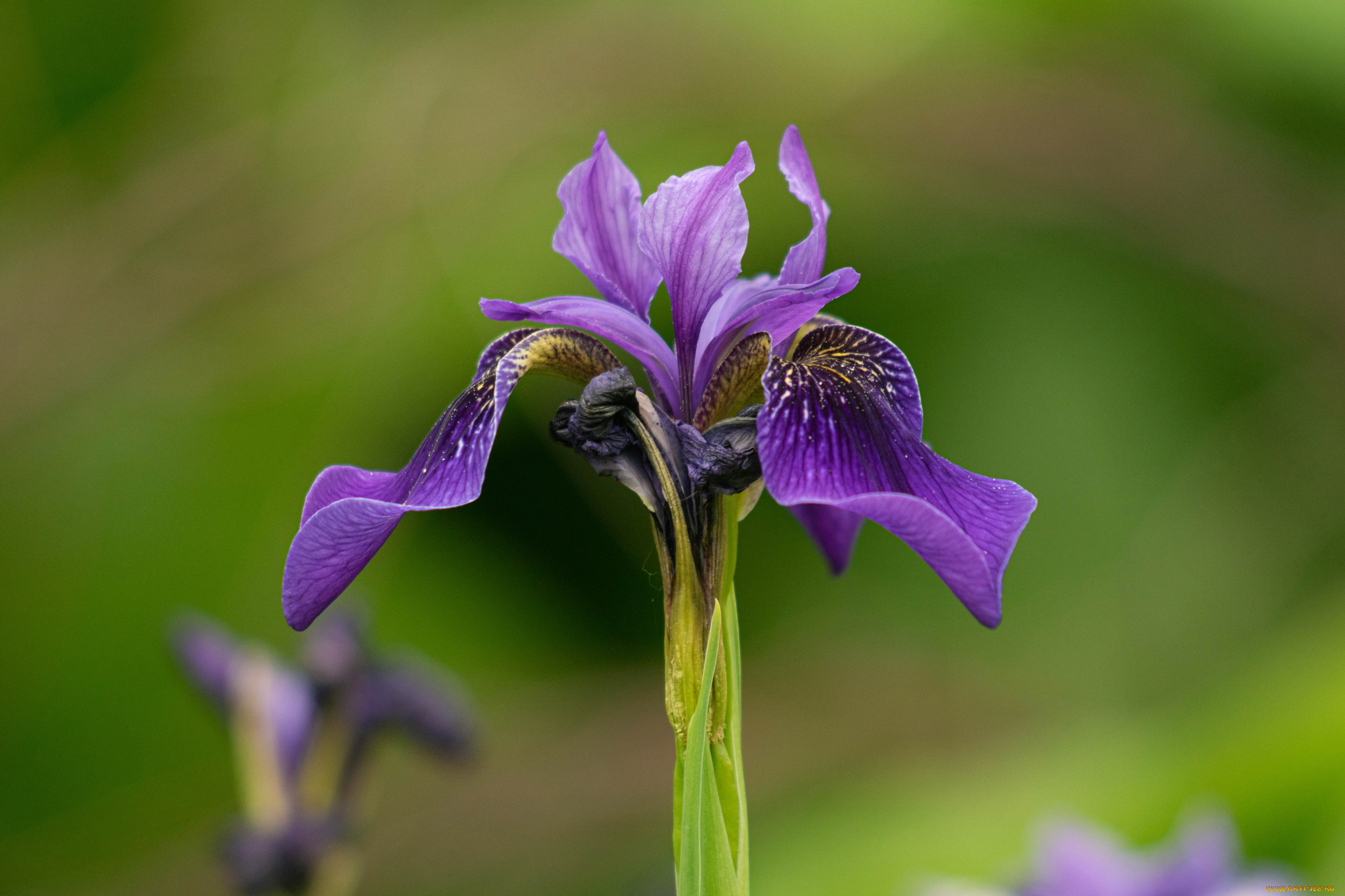 цветы, ирисы, фиолетовый, ирис, макро