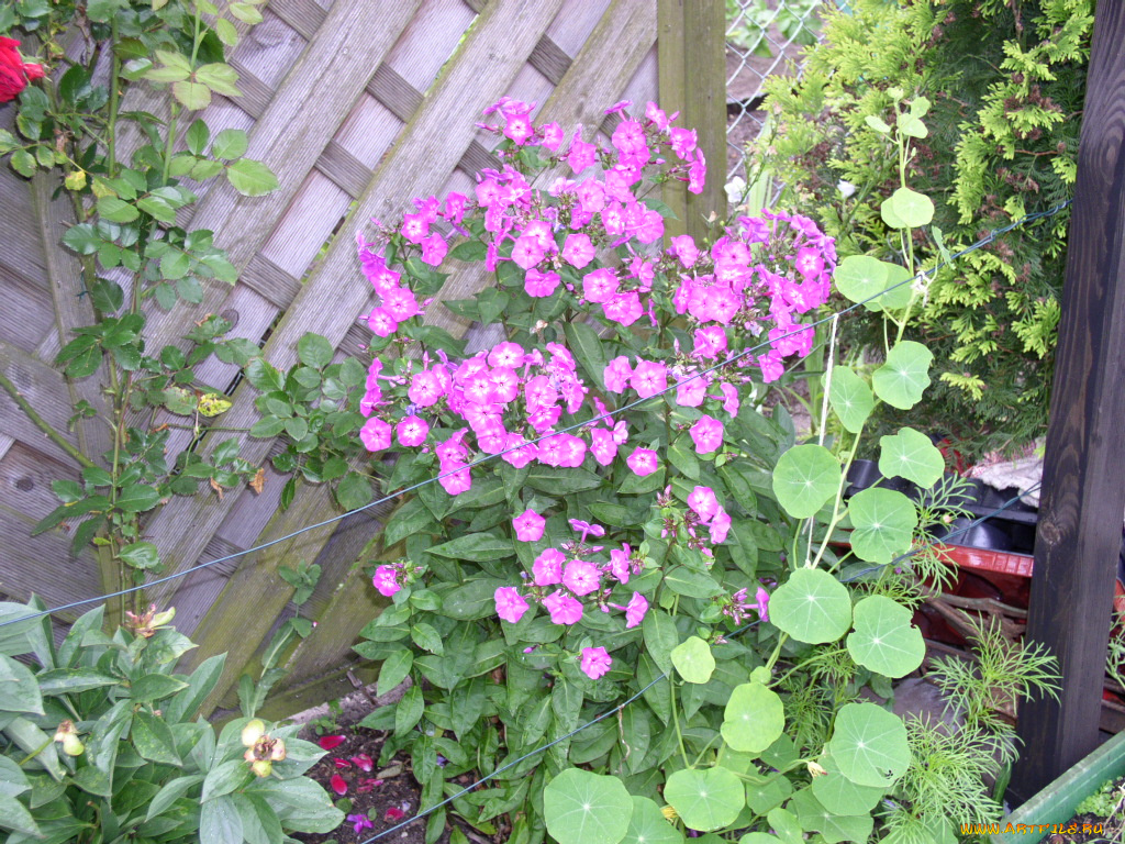 цветы, флоксы