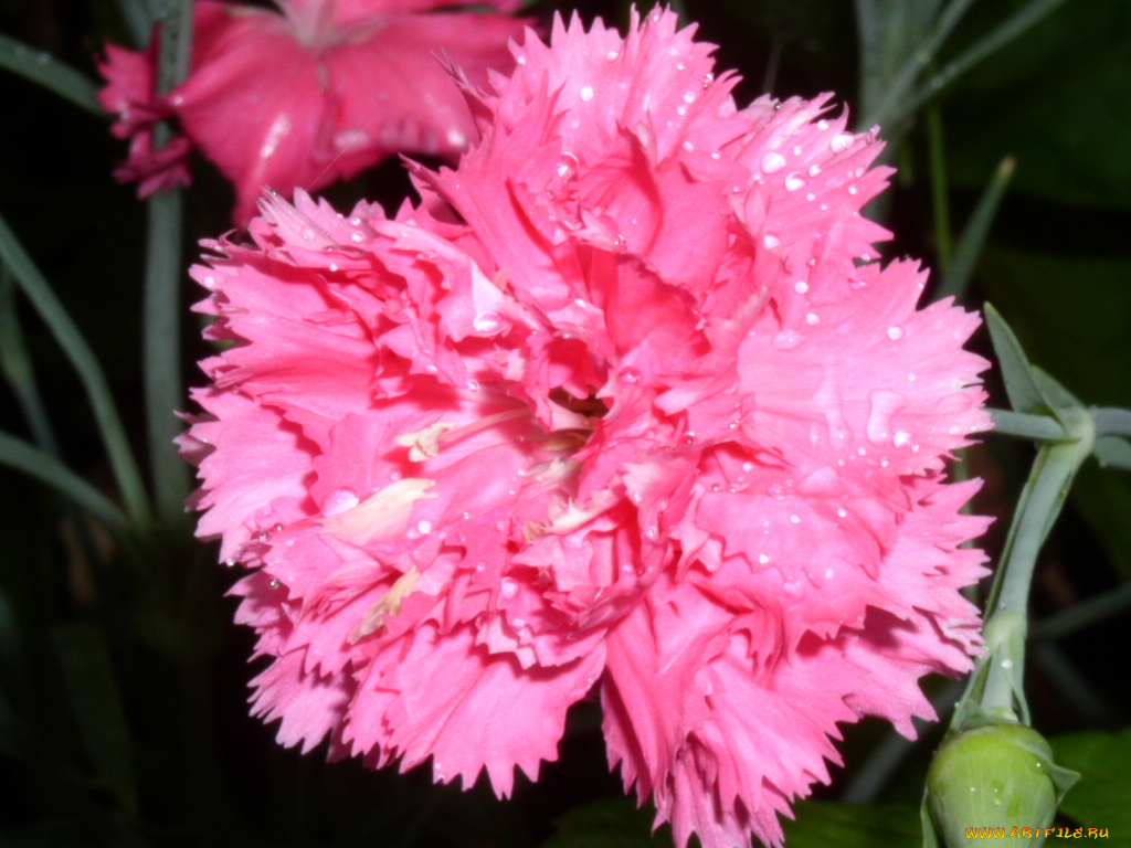 цветы, гвоздики