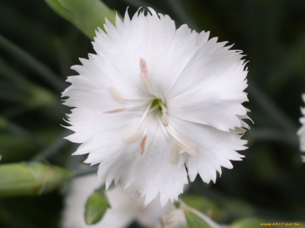 цветы, гвоздики