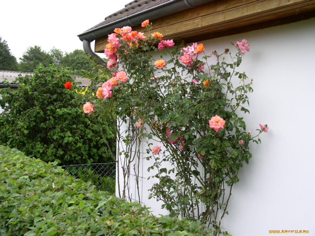 цветы, розы