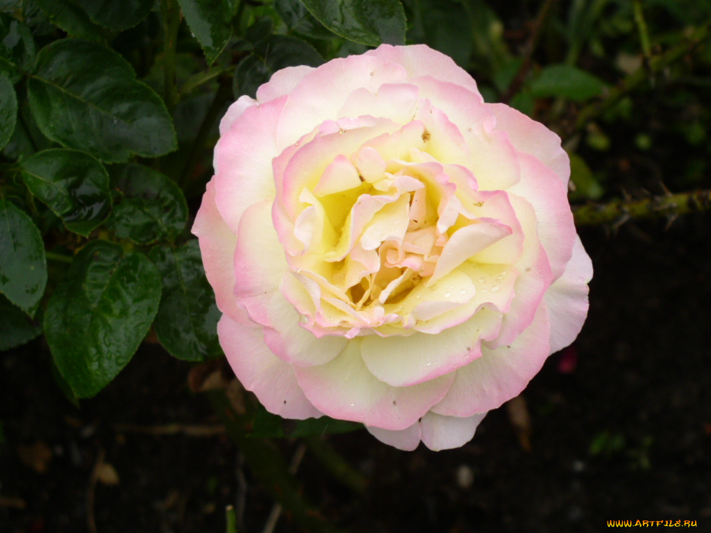 цветы, розы