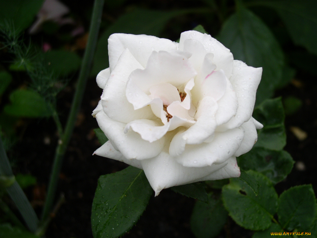 цветы, розы