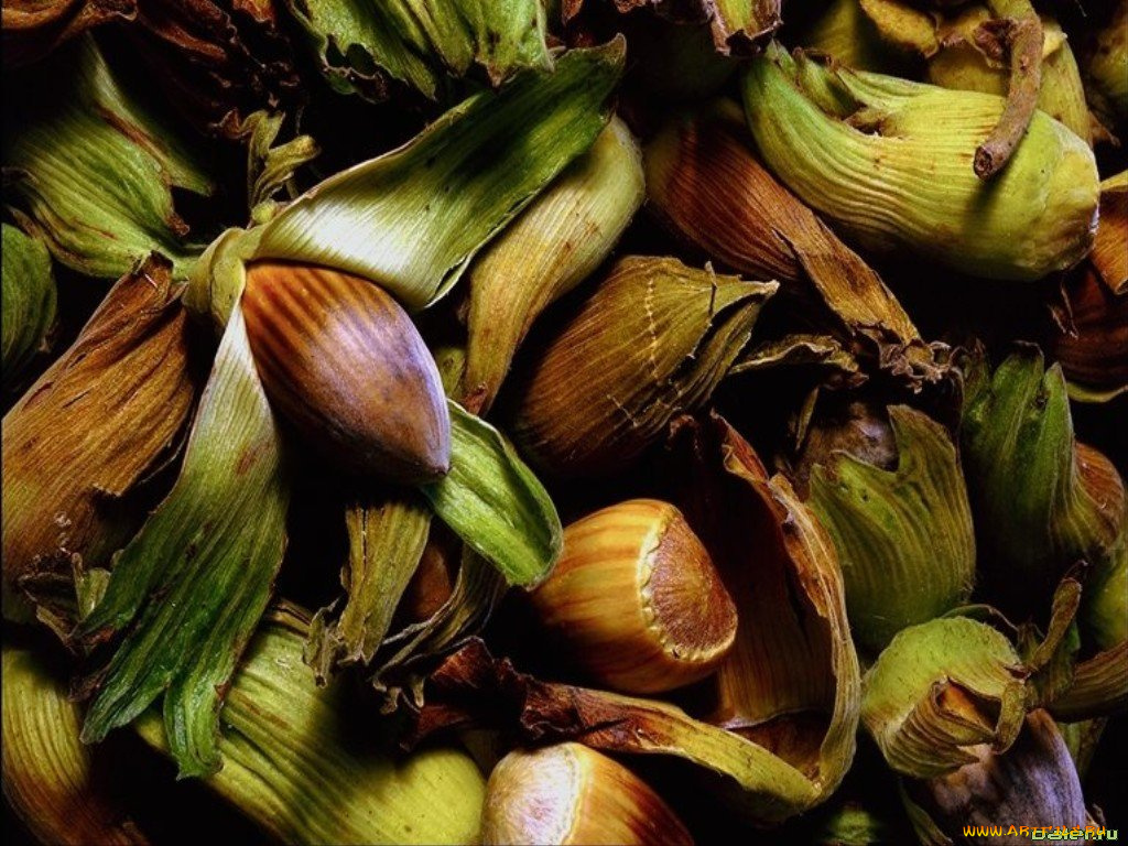 еда, орехи, каштаны