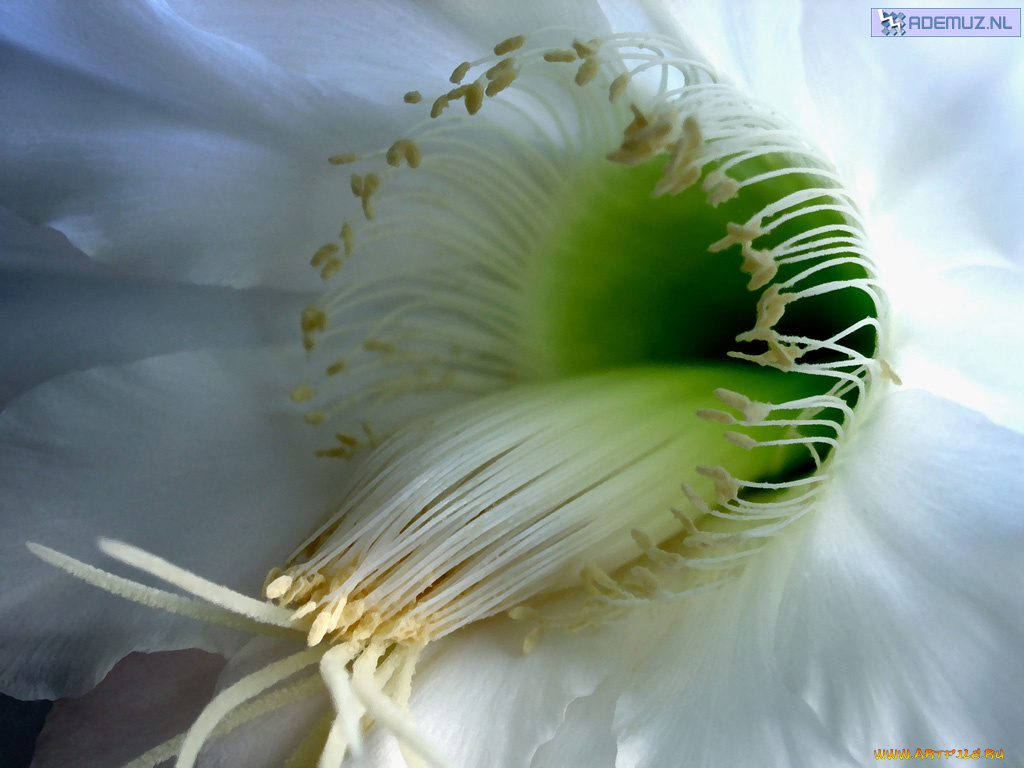 цветы, кактусы