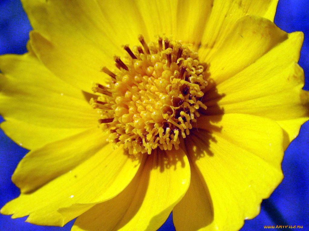 цветы, космея