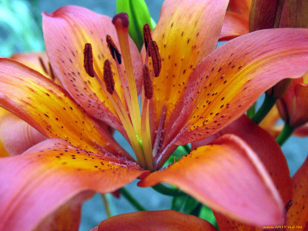 цветы, лилии, лилейники