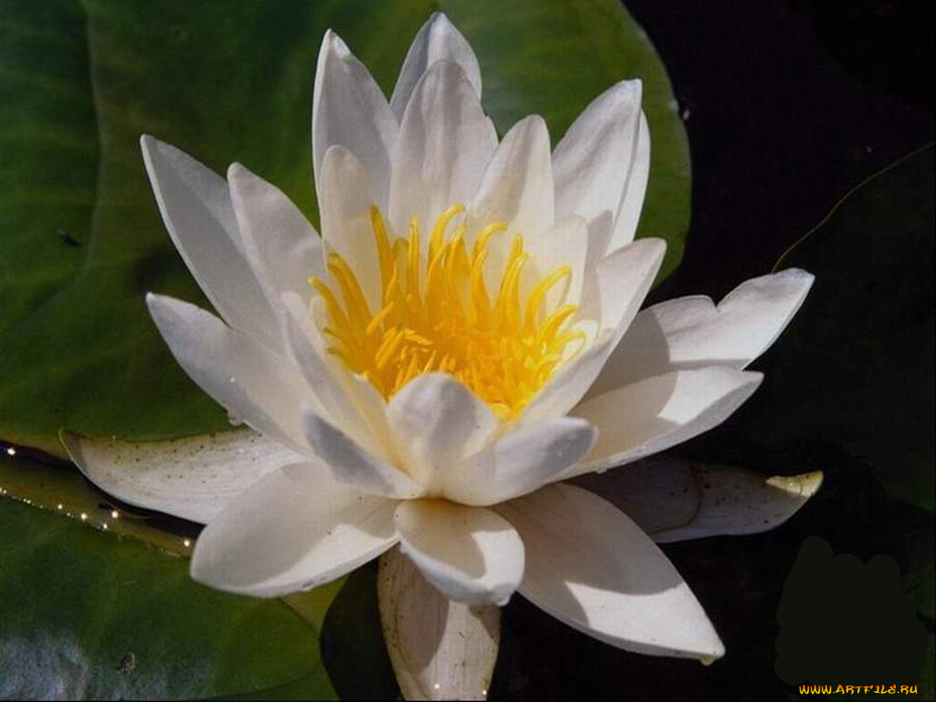 цветы, лилии, водяные, нимфеи, кувшинки