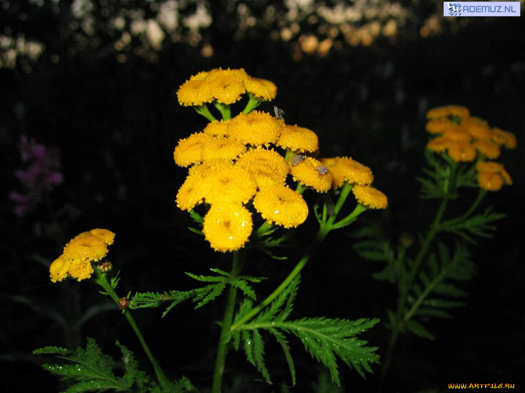 цветы, луговые, полевые