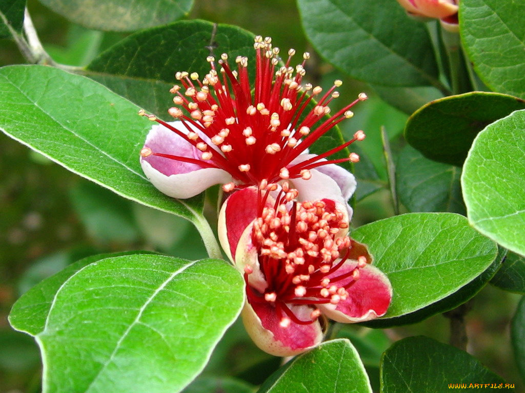 фейхоа, цветы, цветущие, деревья, кустарники