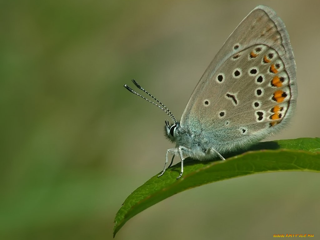 mayday, голубянка, животные, бабочки