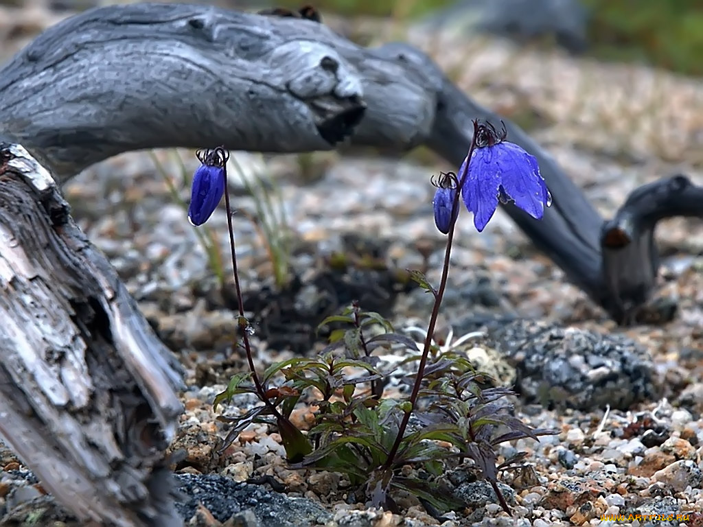 sfisher, колокольчики, цветы, подснежники, белоцветник