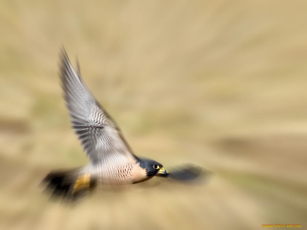 животные, птицы