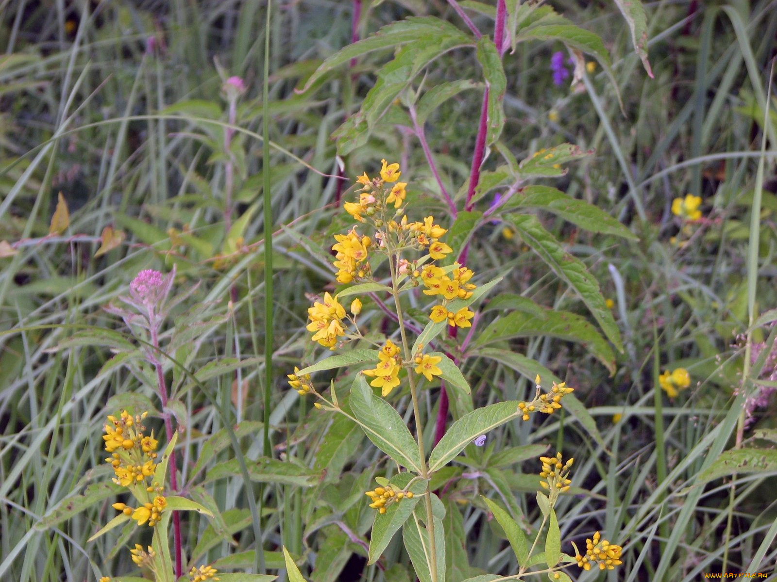цветы, луговые, полевые