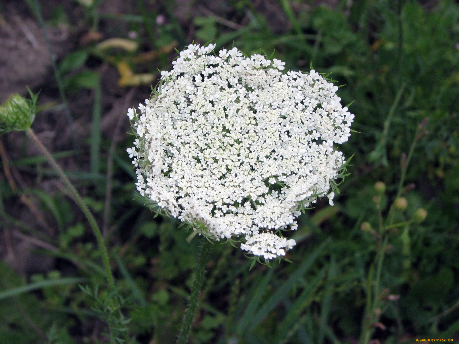 цветы, луговые, полевые
