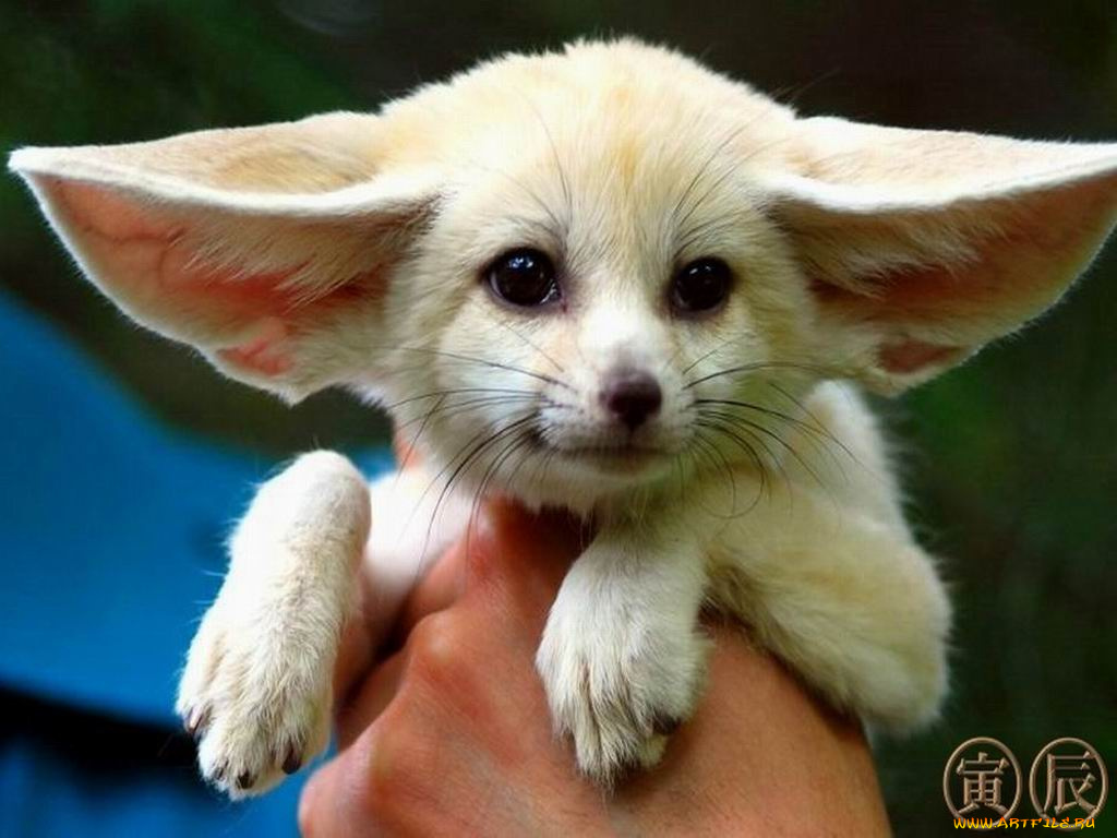 животные, лисы