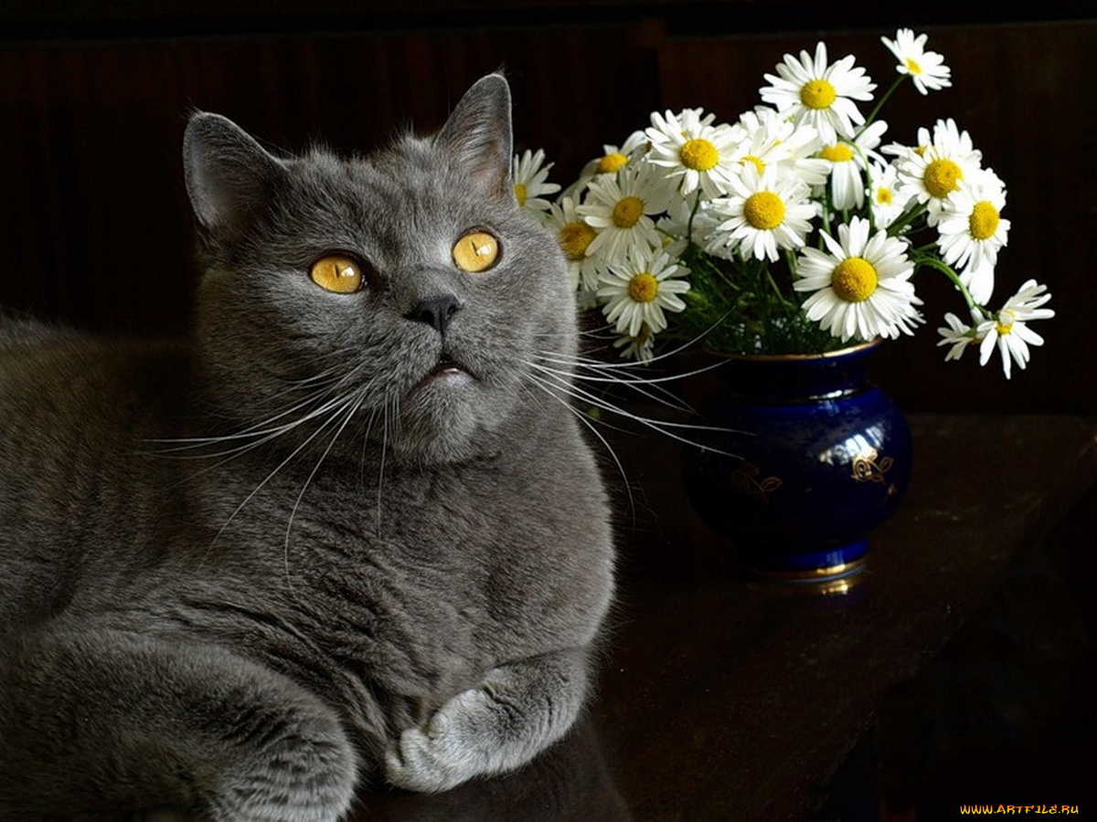 xsanf, взаимность, животные, коты