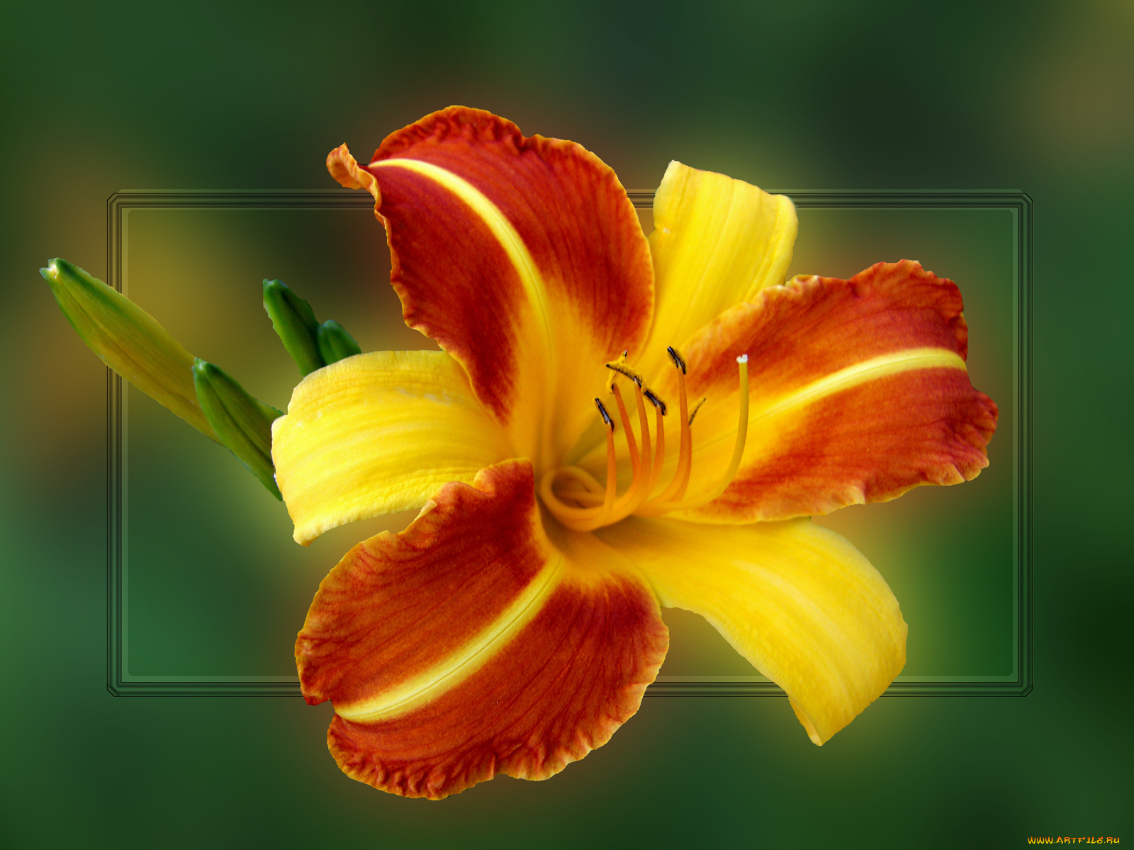 цветы, лилии, лилейники